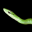 041117_snake[1].gif